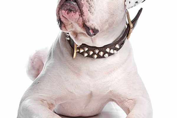 american bulldog