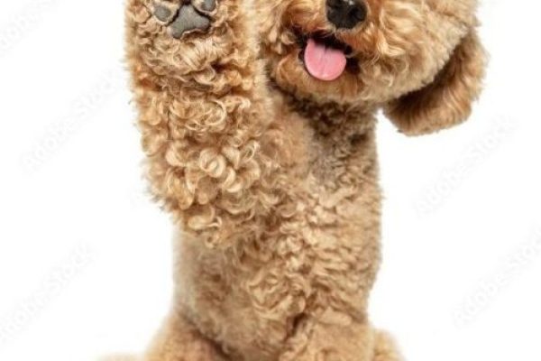 maltipoo