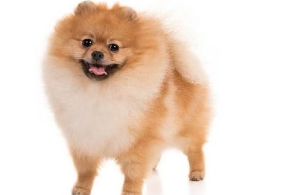 poms