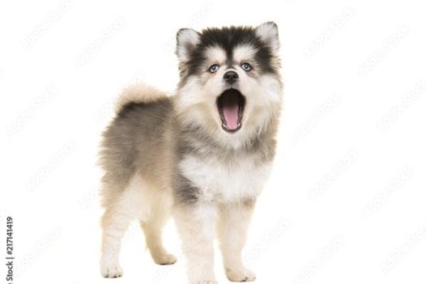 pomsky