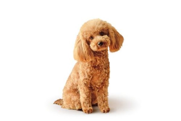 poodle