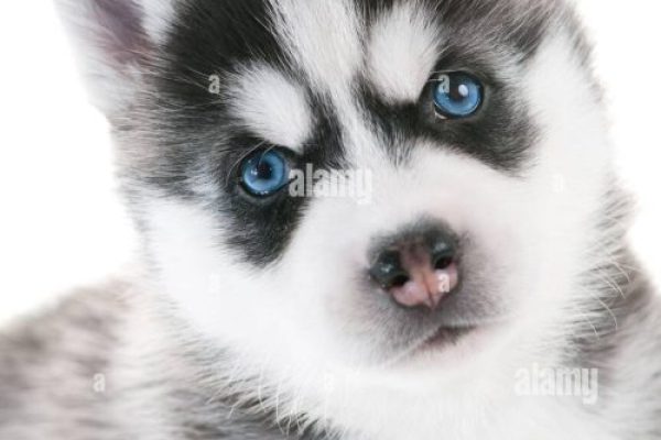 sib husk pup